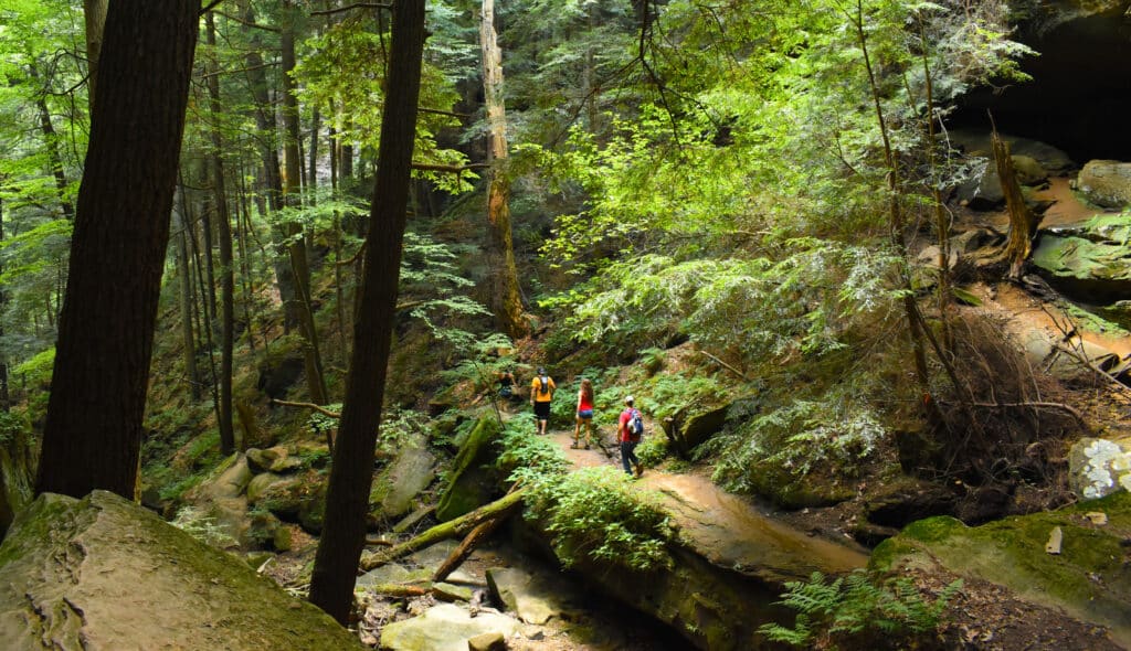 Hikers explore the lush trails of Hoosier National Forest surrounded by vibrant greenery.