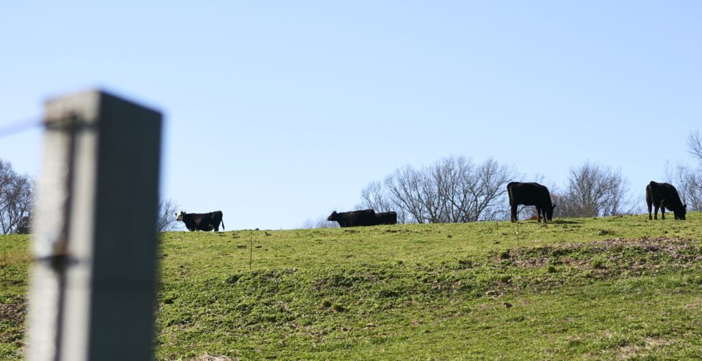 Cows grazing on lush green grass under a clear blue sky.